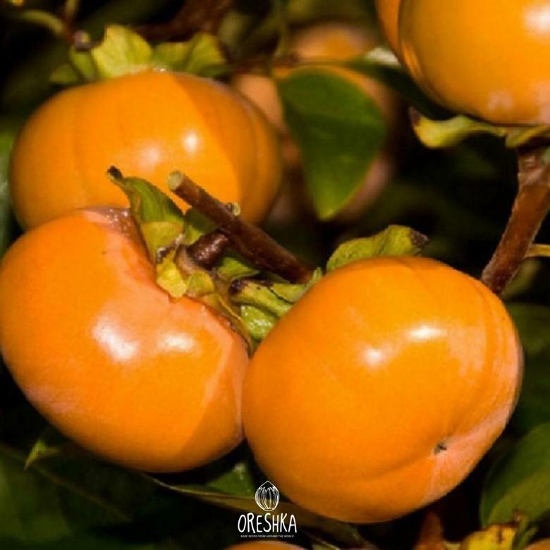 Seeds of Oriental persimmon (Diospyros) — 10 pcs