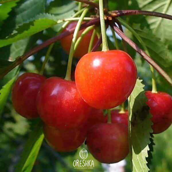 Seeds of Cherry pink (Prunus avium var. pink)