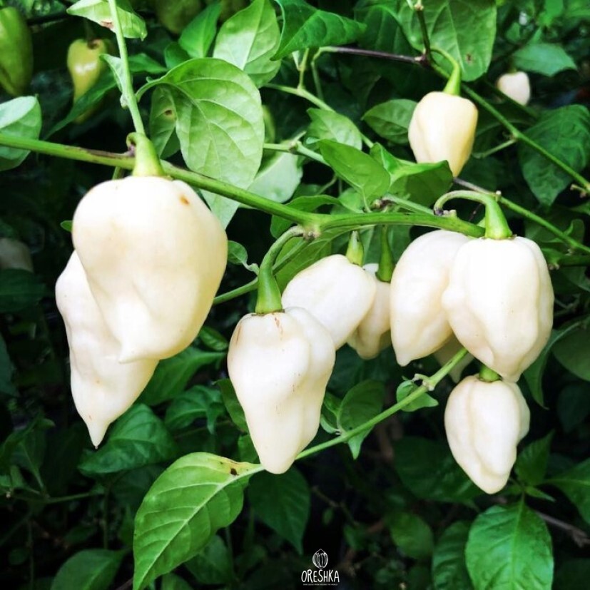 Seeds of Hot pepper Jolokia white (Capsicum) — 5 pcs