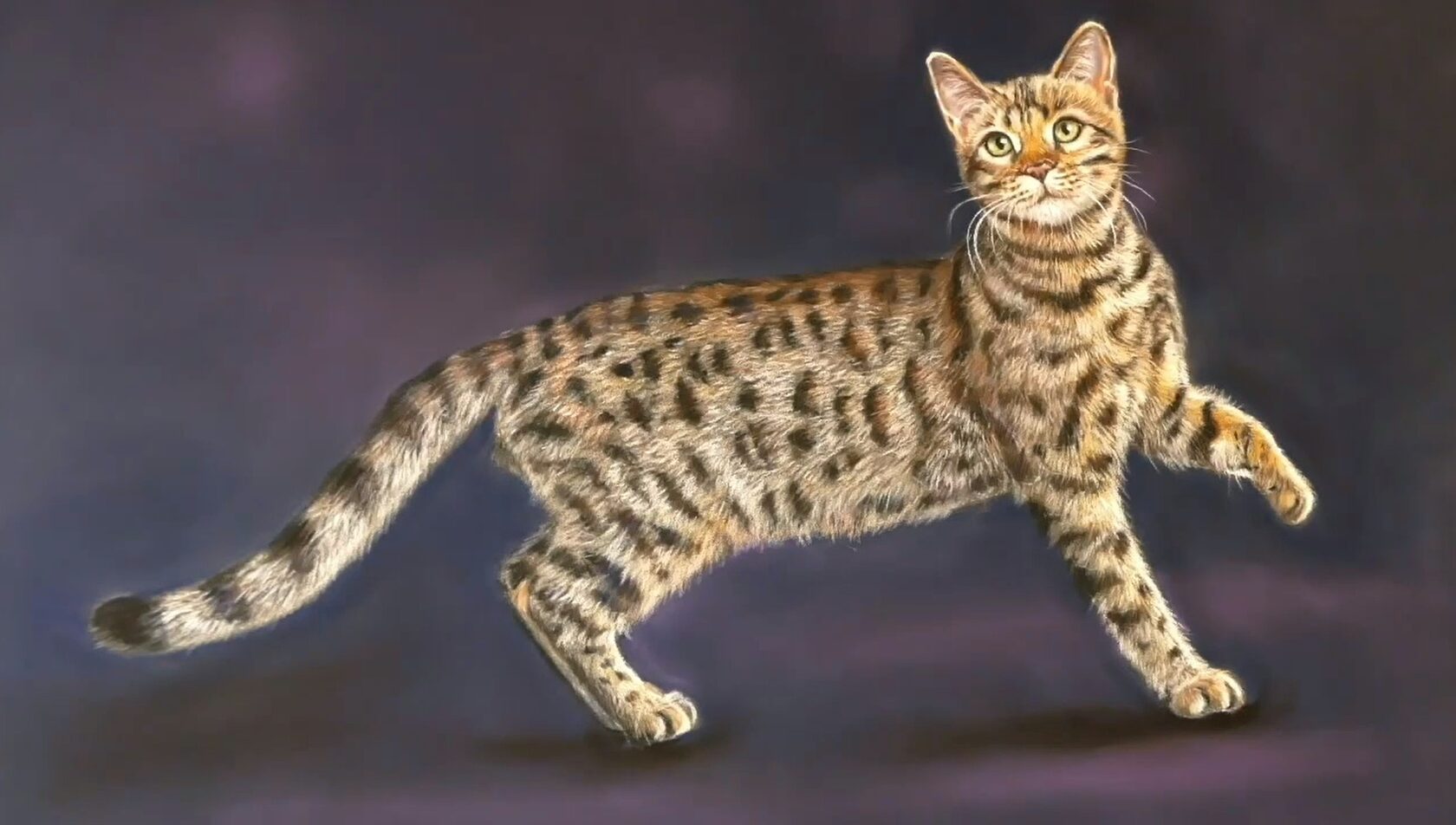 Кот
