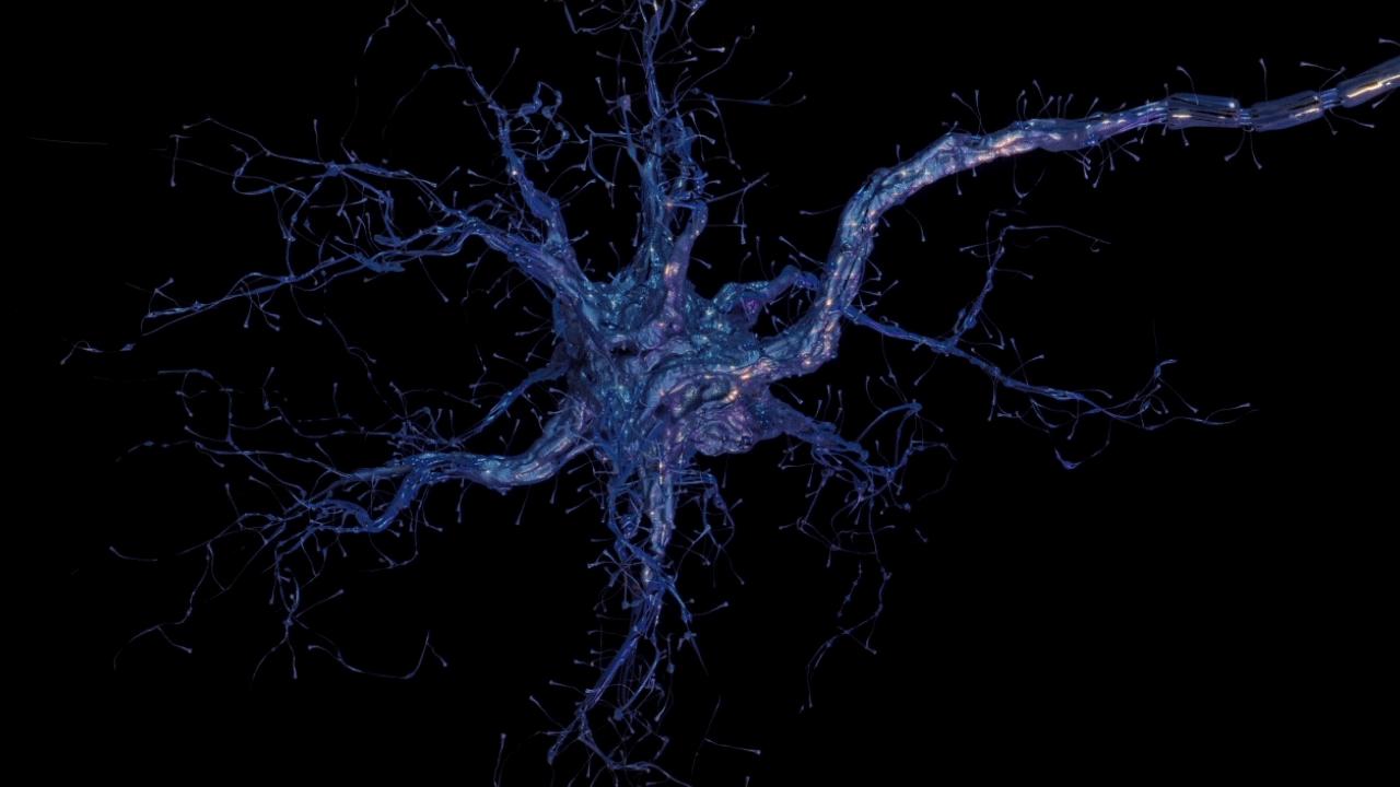 Ткань передающая импульс. Нервная система Нейрон. Импульсы в нейронах гиф. Нейрон гифка. Нервные клетки гиф.