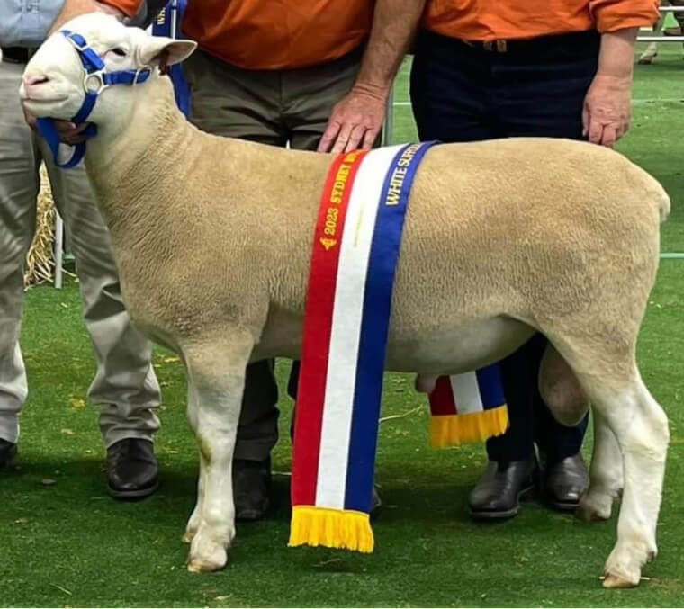 Sydney Royal Easter Show