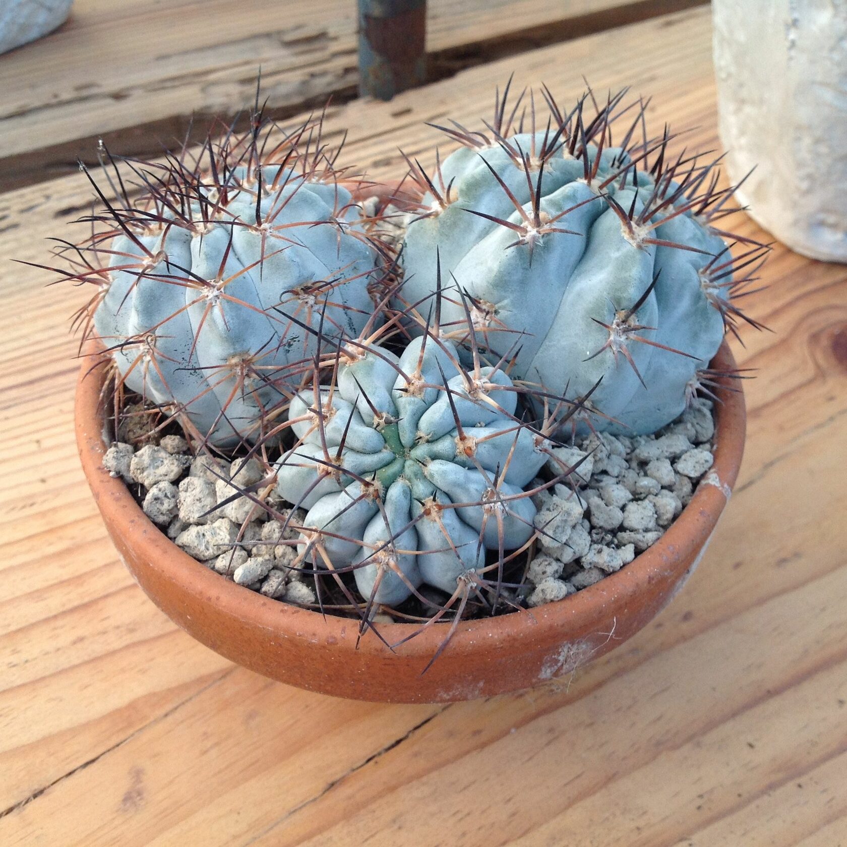 Acanthocalycium glaucum v rubriflorum