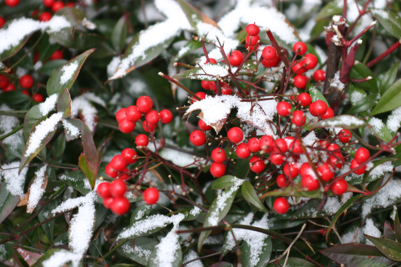 Winter close-up image of leaves partially covered in snow. Brightly colored berries are in the foreground.
