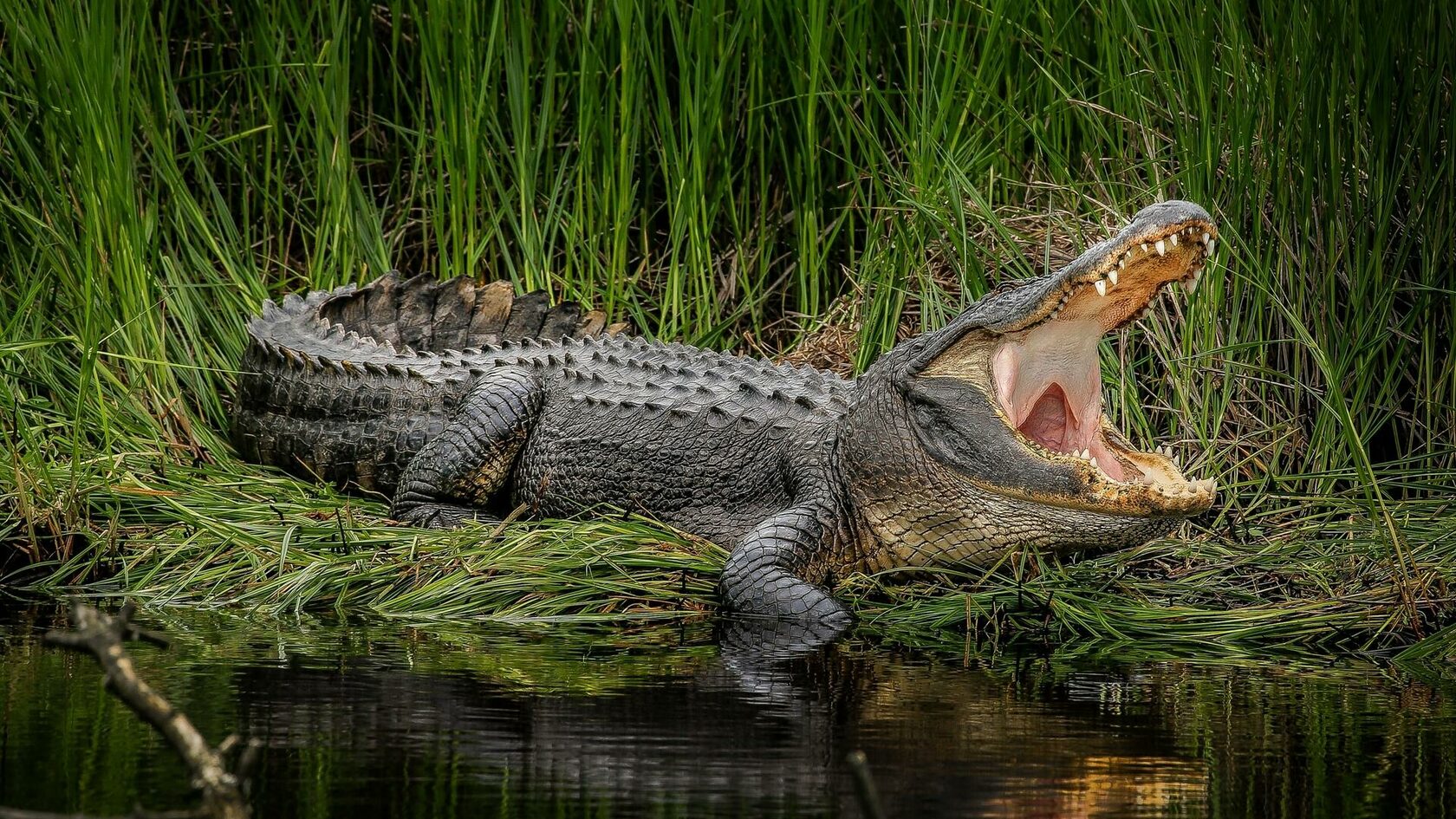 Так почему же крокодилы плачут