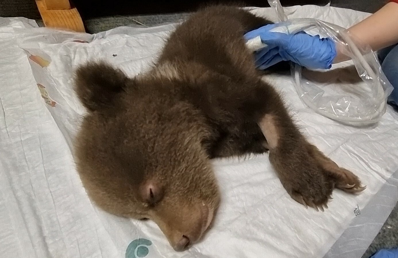 Медвежата чук и гек. Мишка который спасает мишек. Мишка который спасает мишек. Грасс реклама про медвежат сирот. Нашли больного медвежонка.