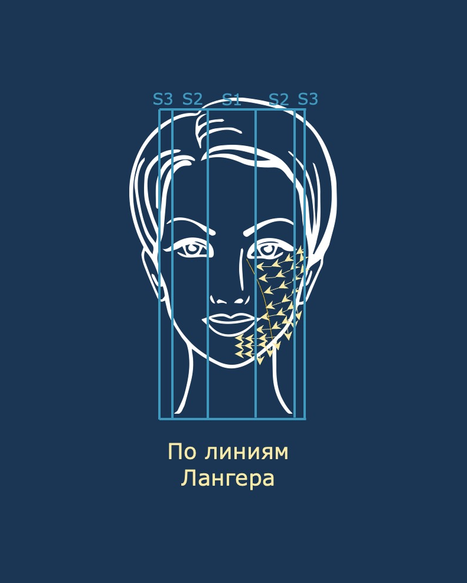 Анатомическая разметка векторов