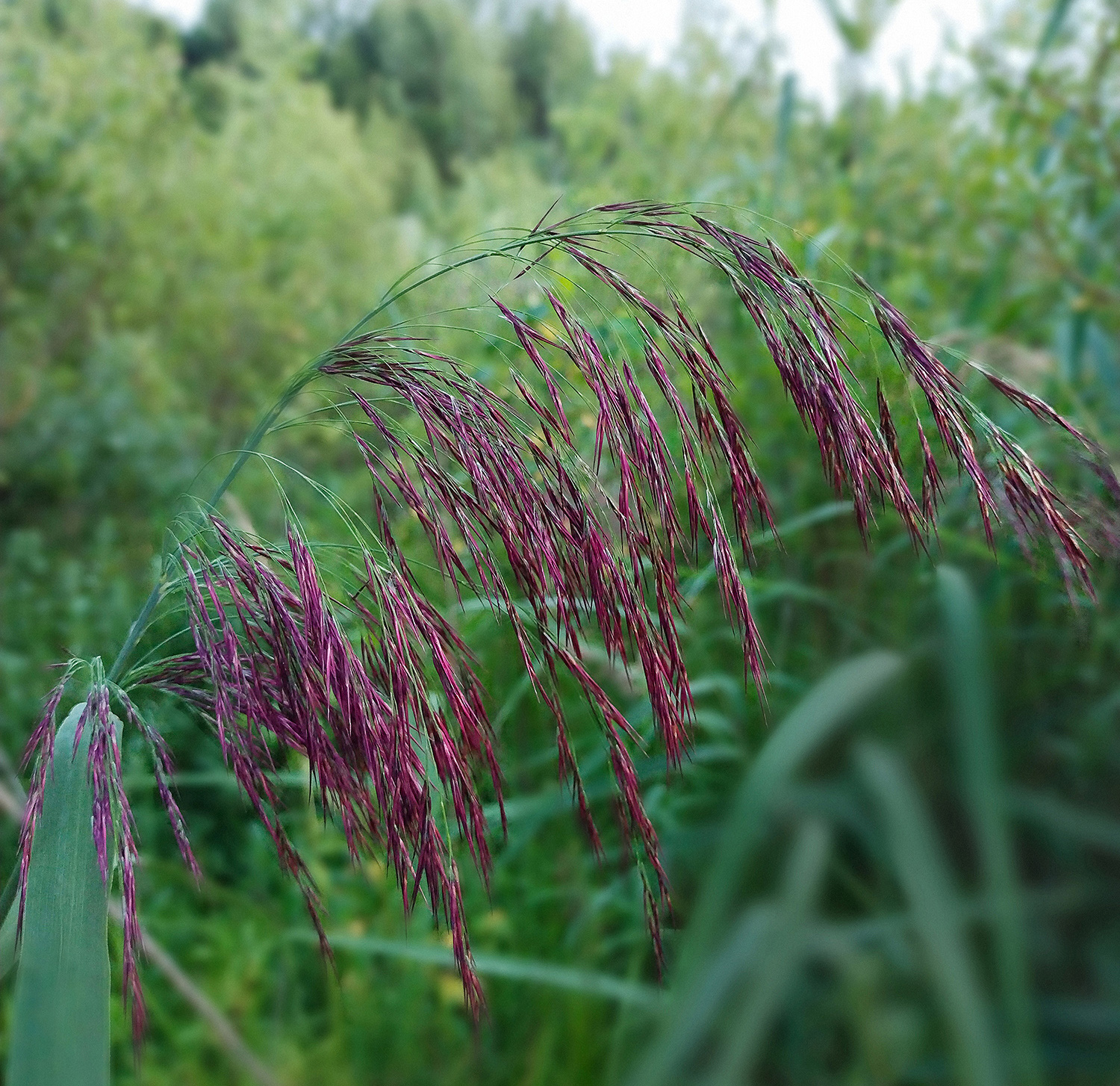 Тростник южный (обыкновенный)