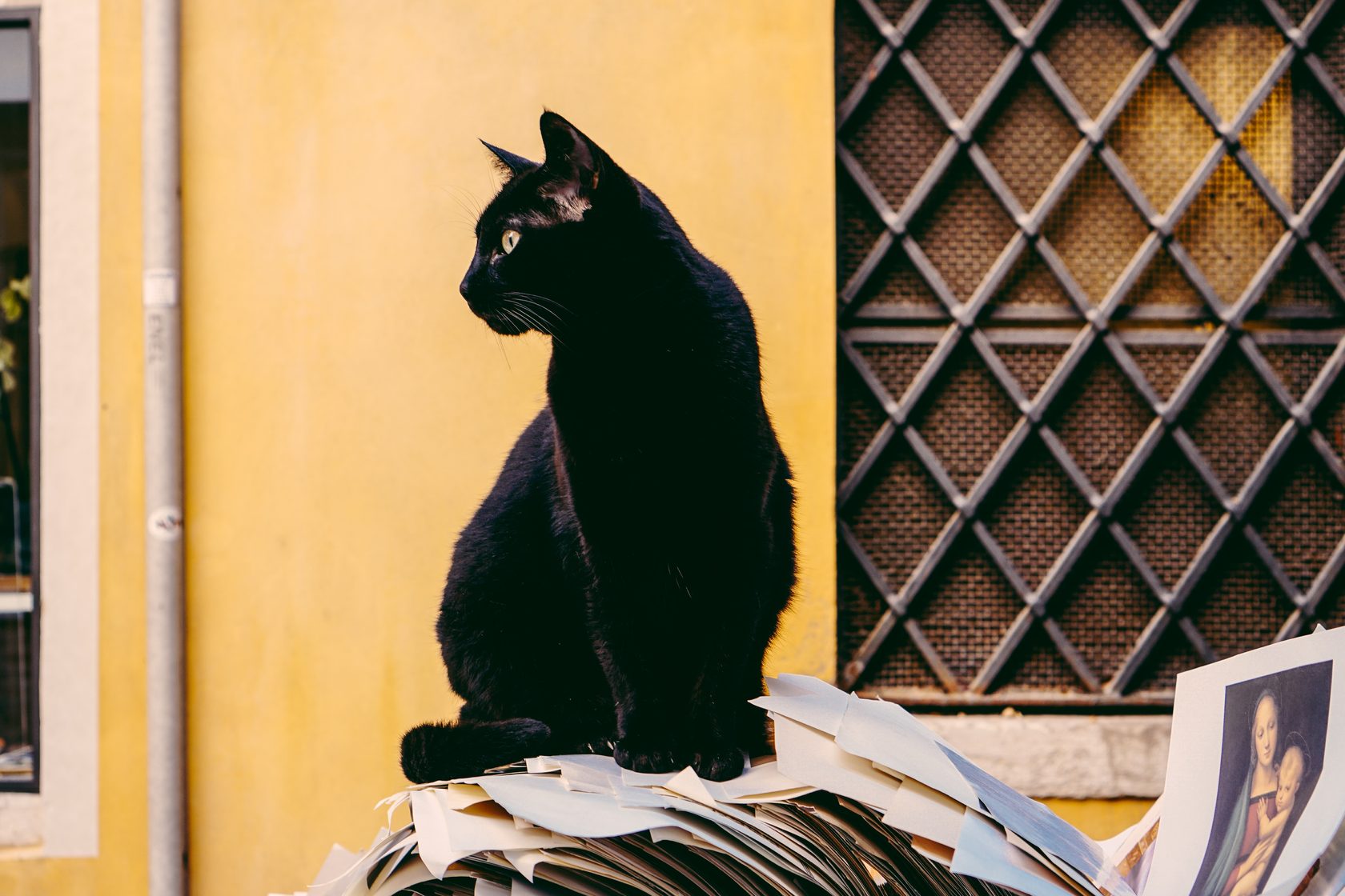 La Meilleure Technique Pour Retrouver Son Chat Perdu