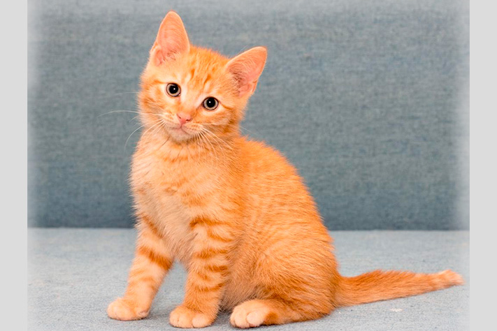 Благотворительный фонд поможи животных, помощь животным, взять кошку из приюта, взять собаку из приюта