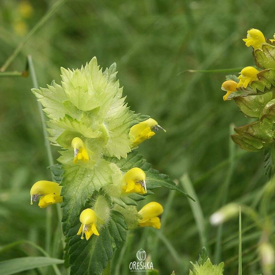 Погремок малый – Rhinanthus Minor