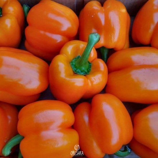 Seeds of Sweet pepper Orange King (Capsicum) — 10 pcs
