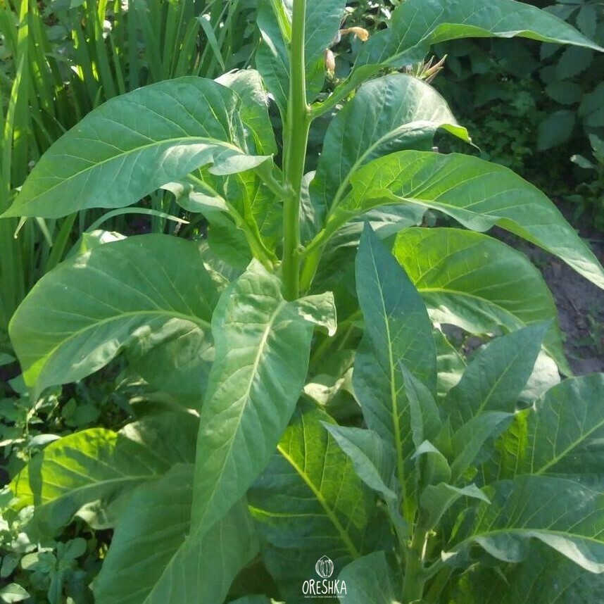 Seeds of Tobacco Japanese Oriental (Nicotiana tabacum) — 300 pcs