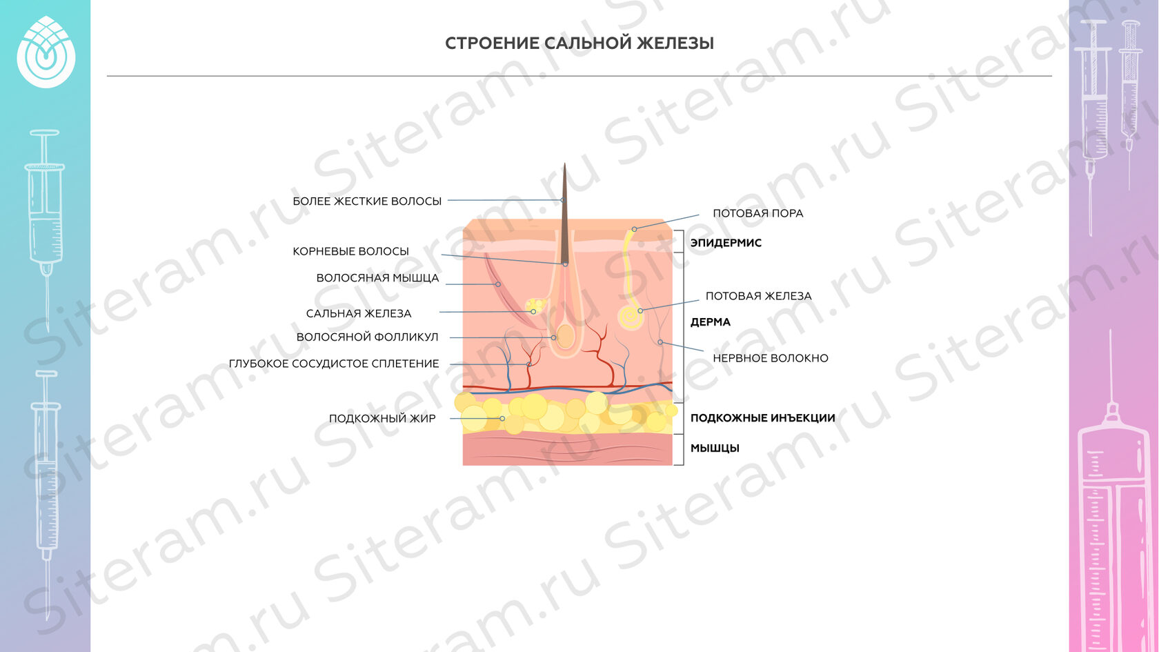 Строение сальной железы