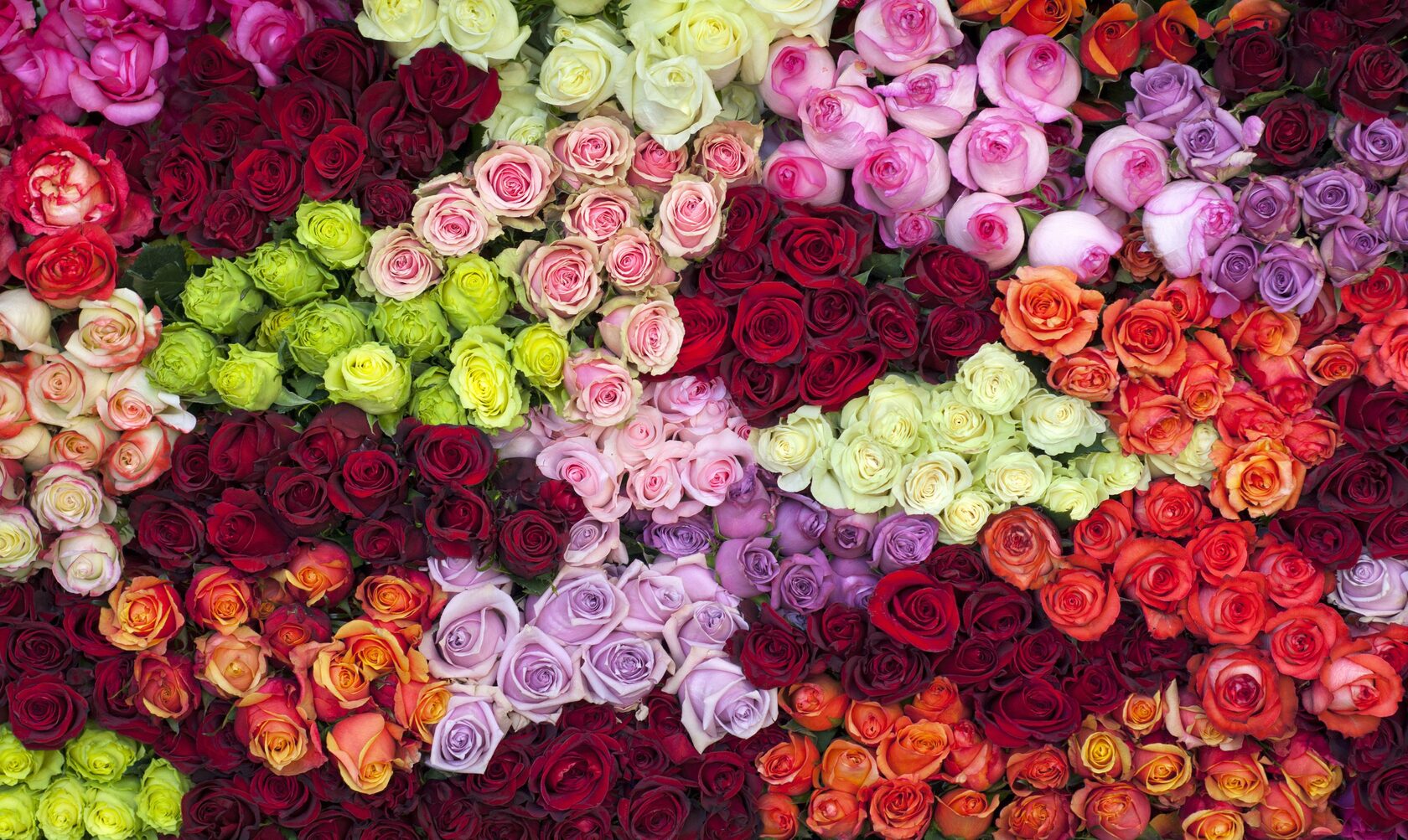 Подборка лучших весенних сортов роз