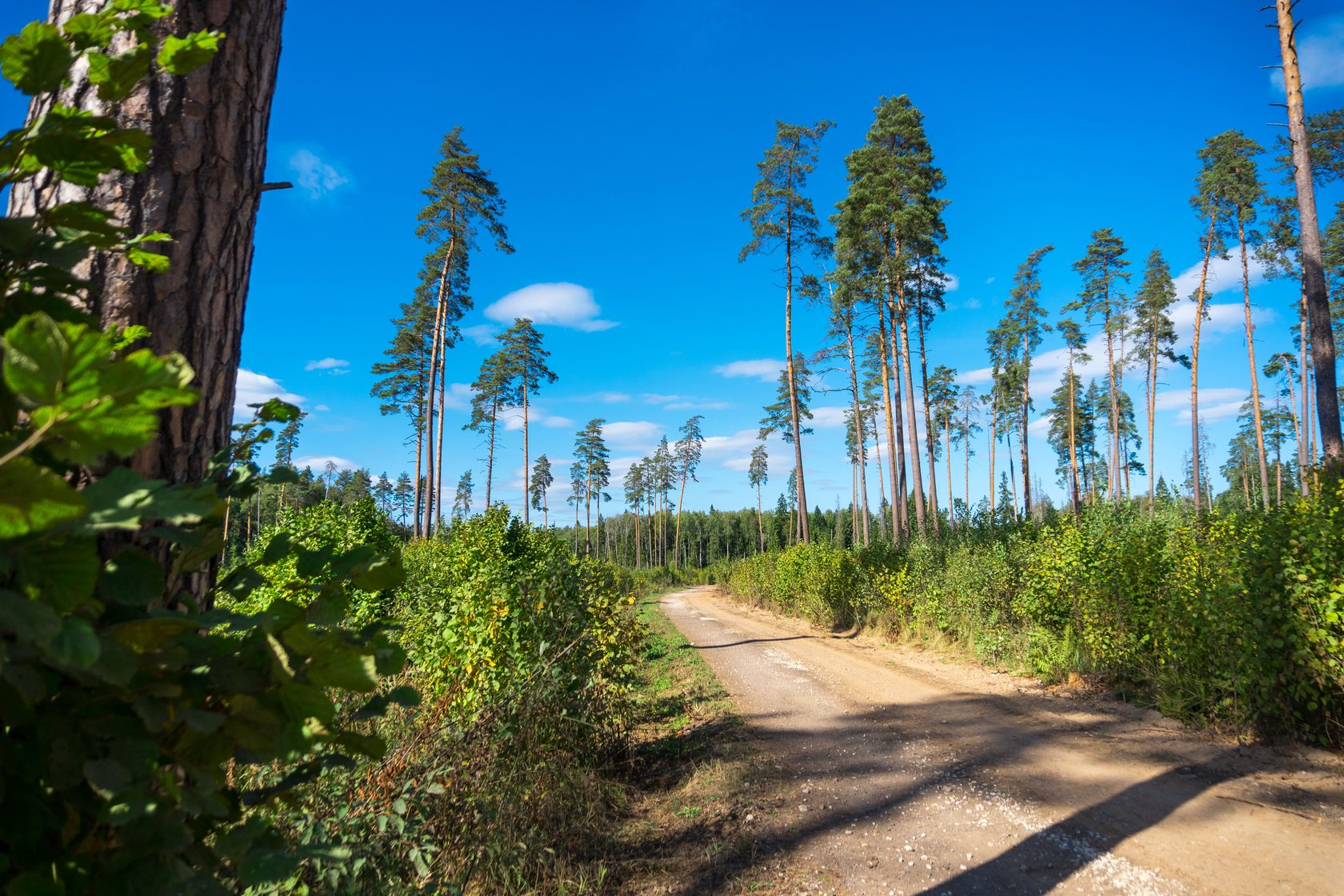 Отели поселка лесной. Поселок Звенигородский лес. Звенигород леса. Сосновые леса Звенигородское шоссе. Лес посёлка Туртасе.