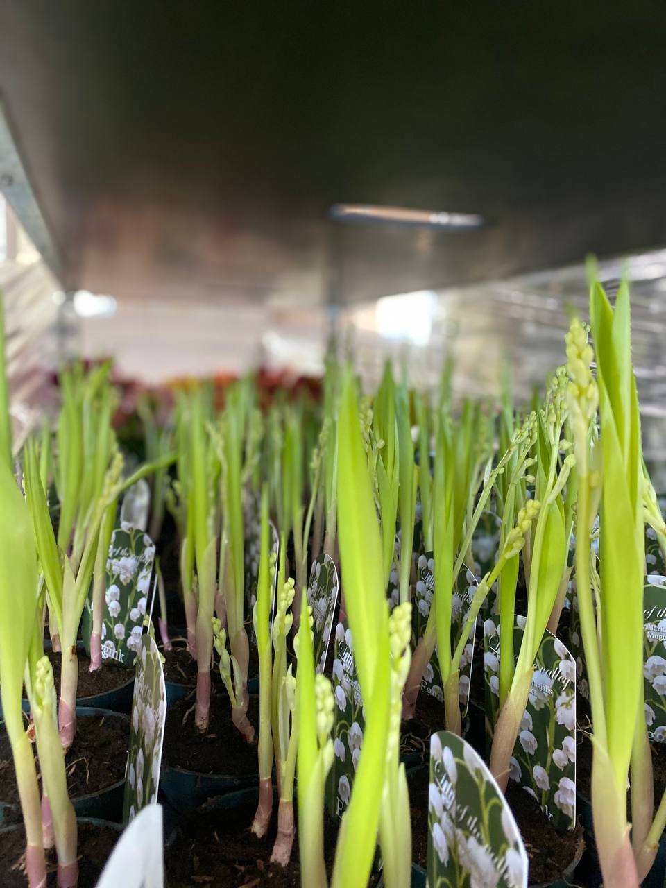 Green indoor plant in pot
