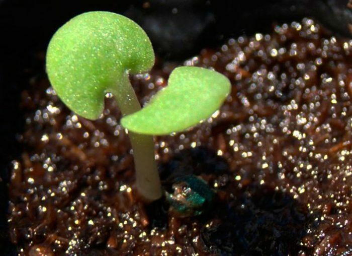 Выращивание сальвии из семян