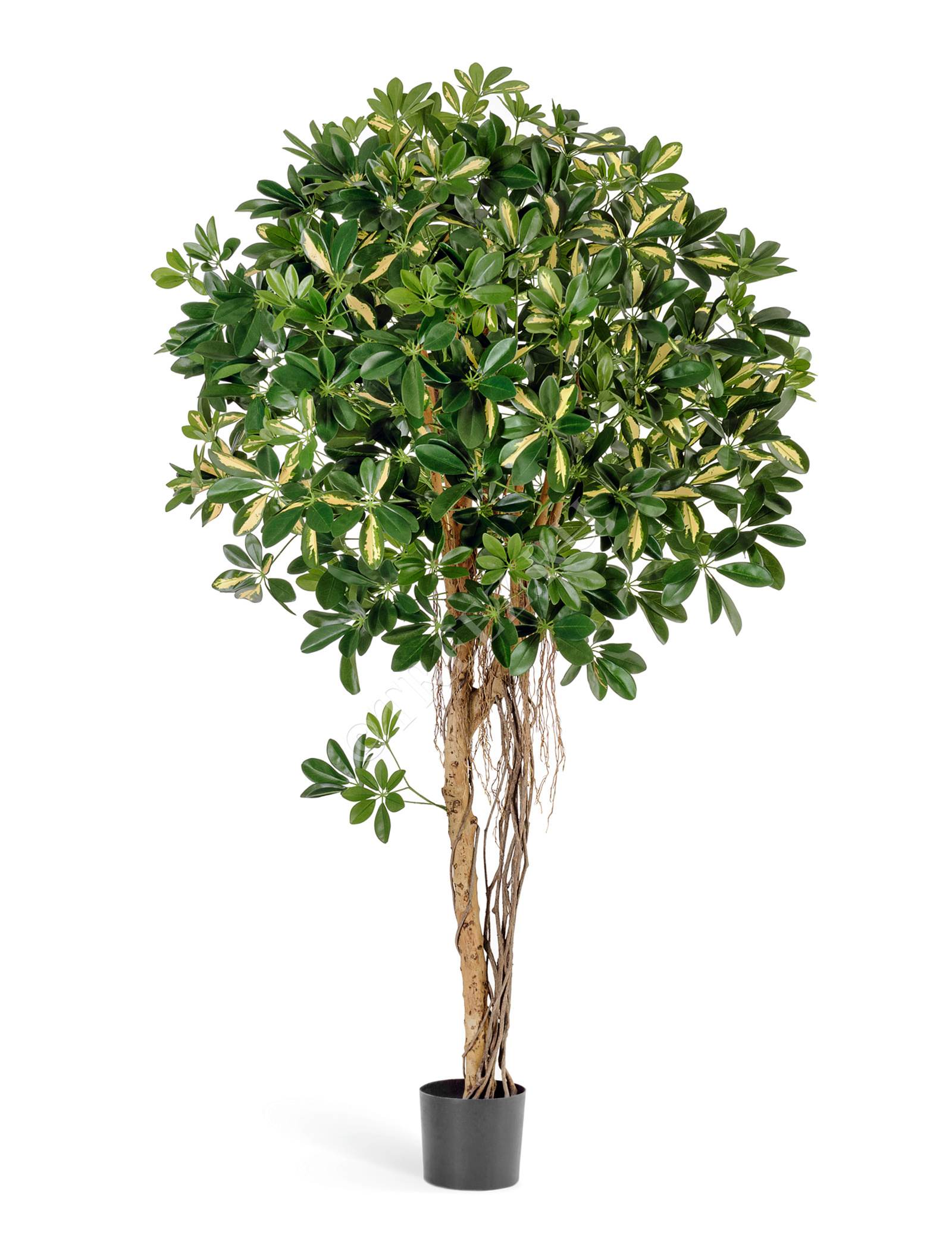 пестрое дерево. дерево red oak. дуб красный рубра 750790. эвкалипт deglupta. пестрое дерево.