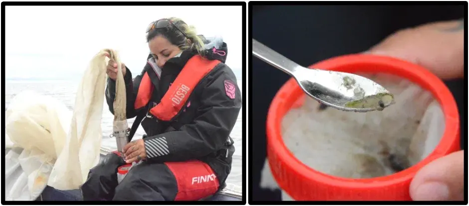 изучение и сбор зоопланктона