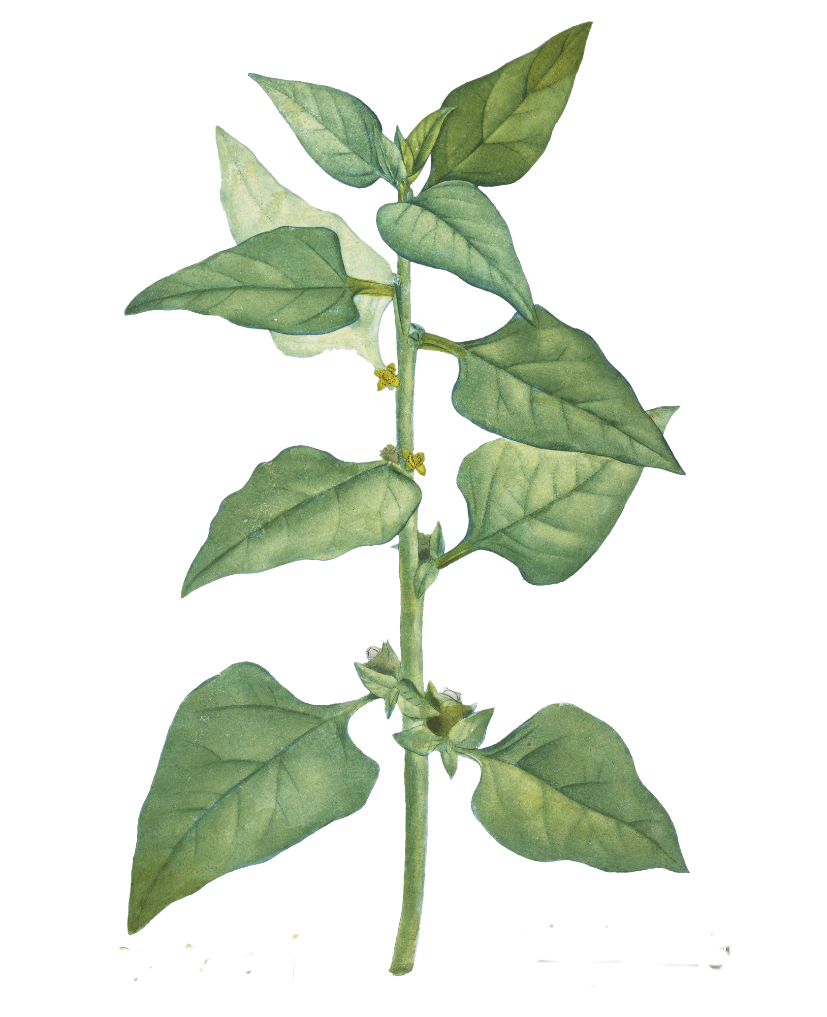 натуральная косметика, магазин профессиональной косметики, крем для ног, крем для ног с мочевиной, крем для ног купить, масло для ногтей, масло монарды для ногтей, масло для ногтей купить, косметика для ногтей, дезодорант для ног