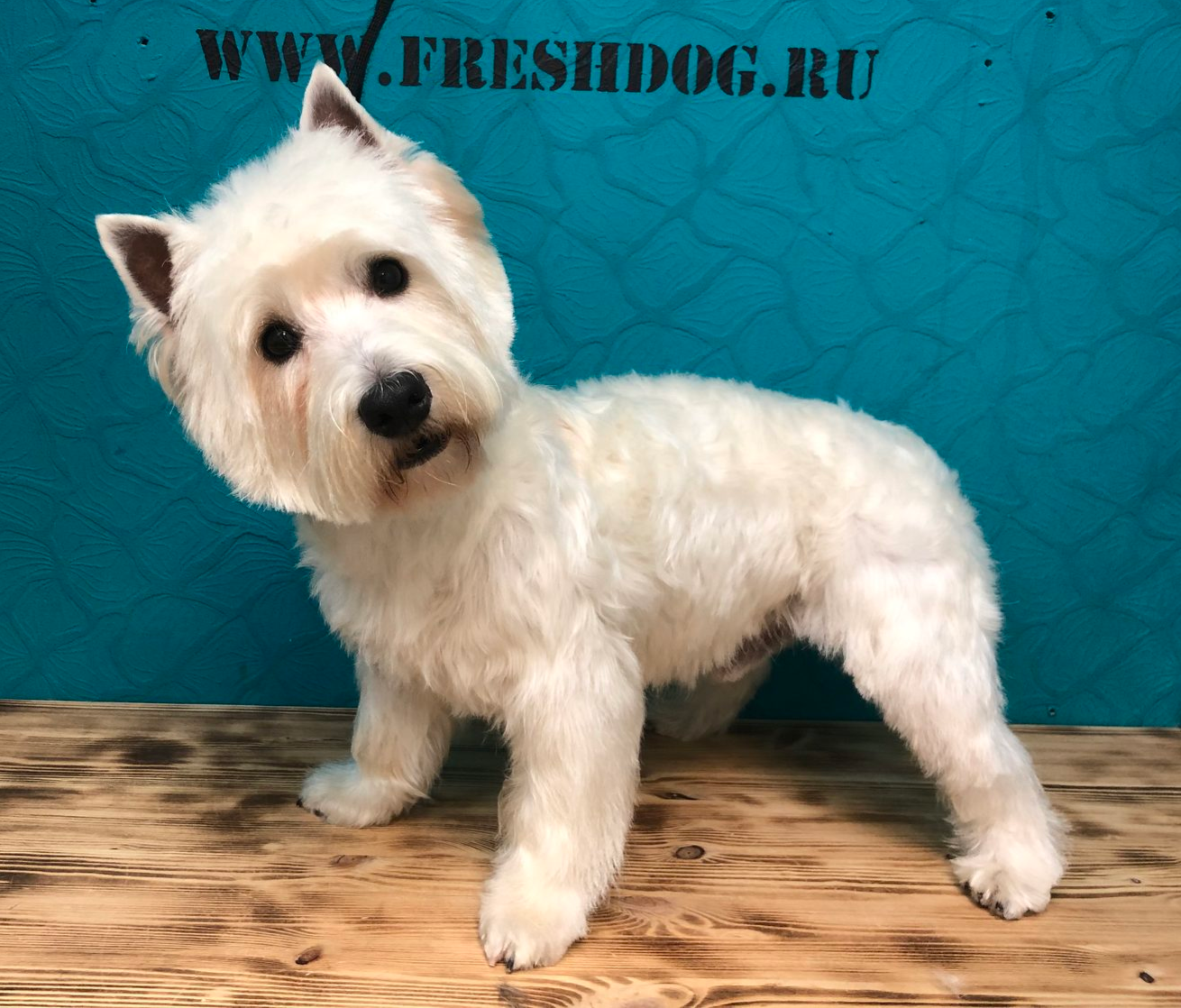 Груминг ВЕСТОВ в зоосалоне FreshDog!