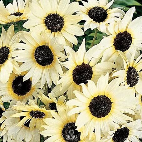 Ice Cream Sunflower cut flower arrangement