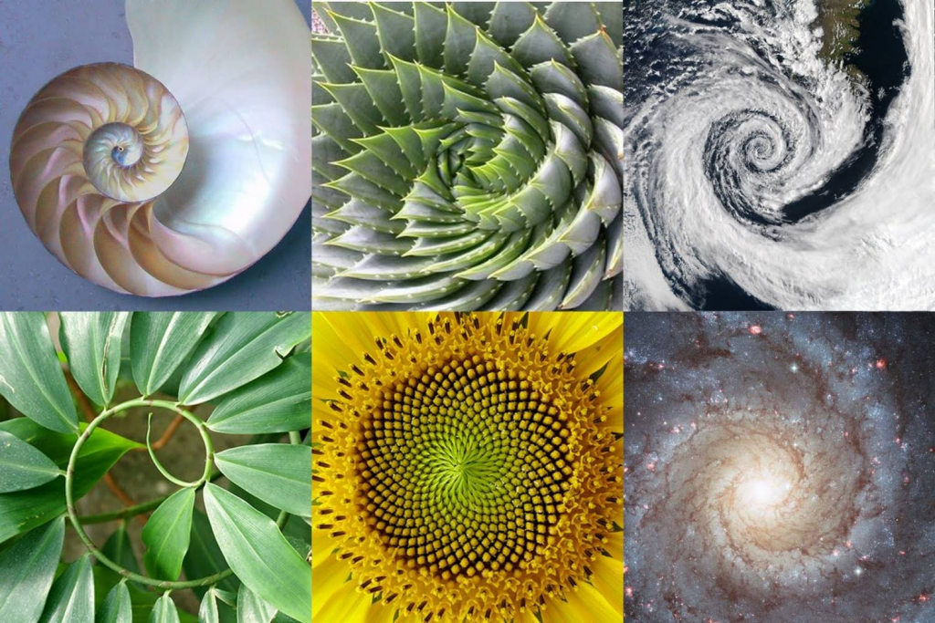 Examples of the Fibonacci spiral in living and non-living nature