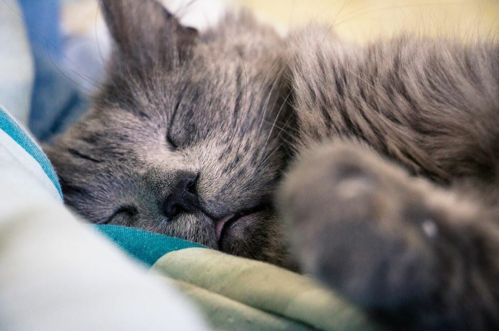 Причины раннего пробуждения кошек