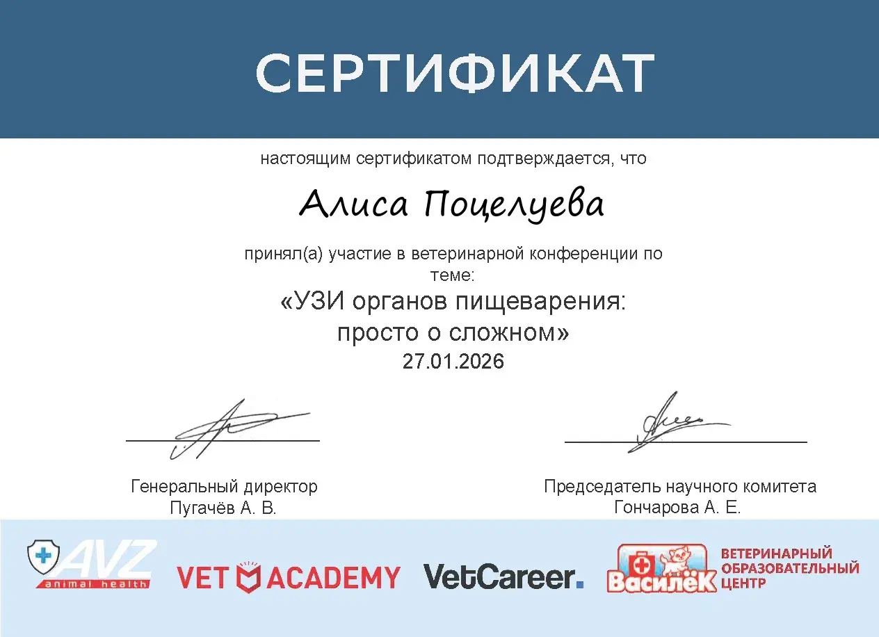 Проведение УЗИ кошке