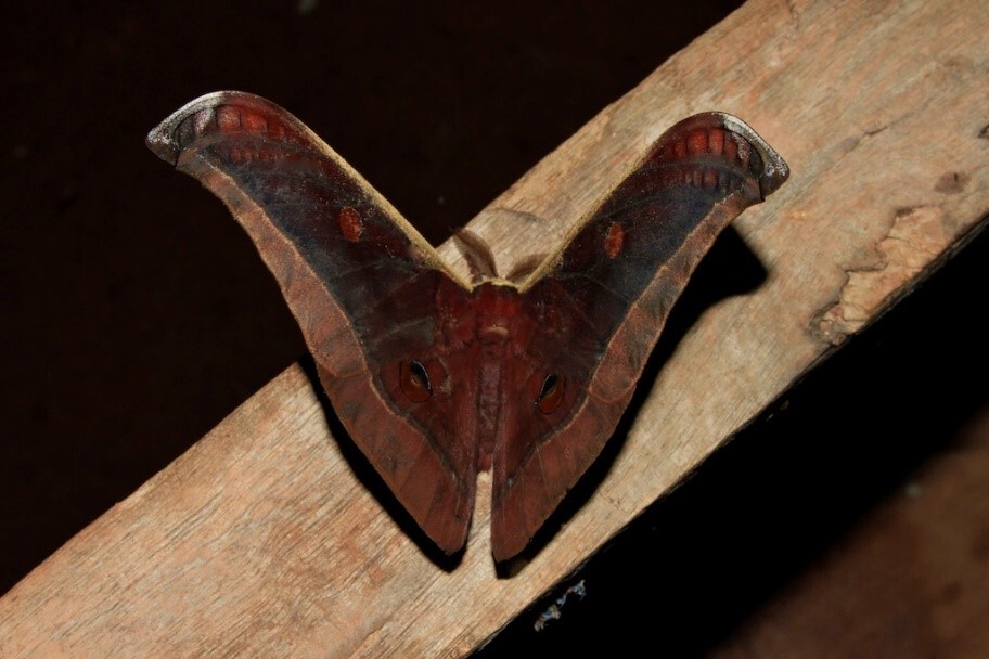 Фото Мугский шелкопряд