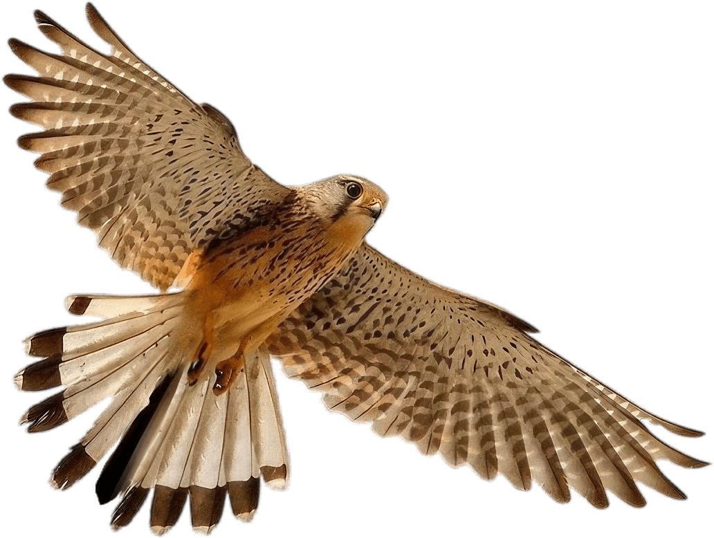 first nation falcon 