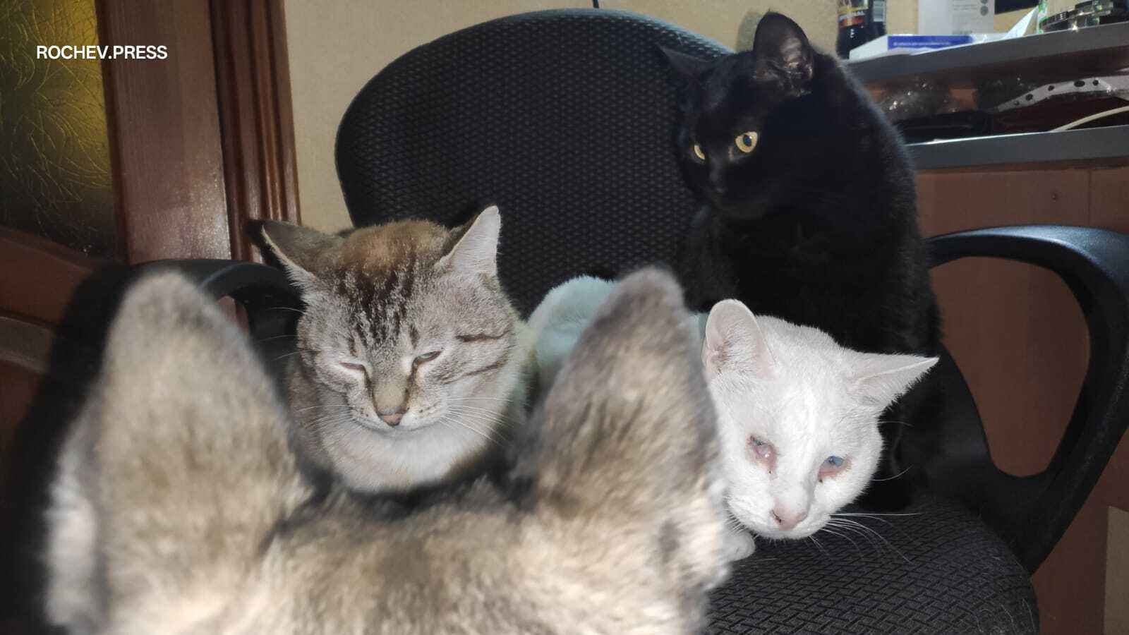 Тимомафия: Ася, Сямуэль Бронницкий, Чернушка и Тимоша Новороссийский