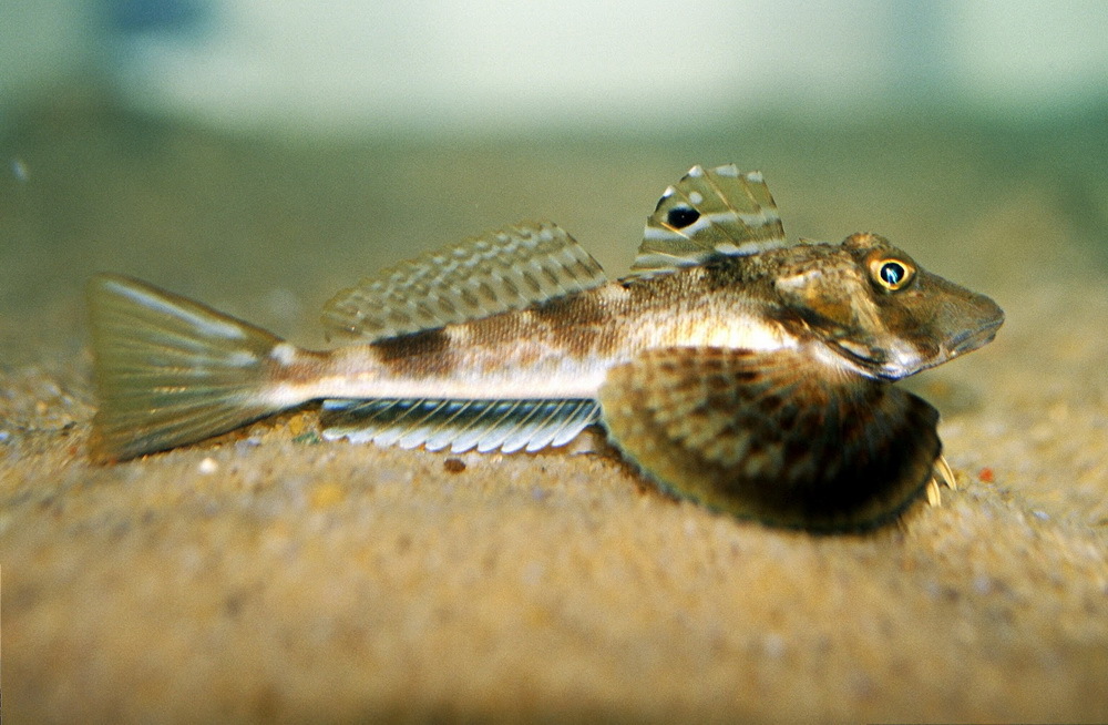 Prionotus carolinus