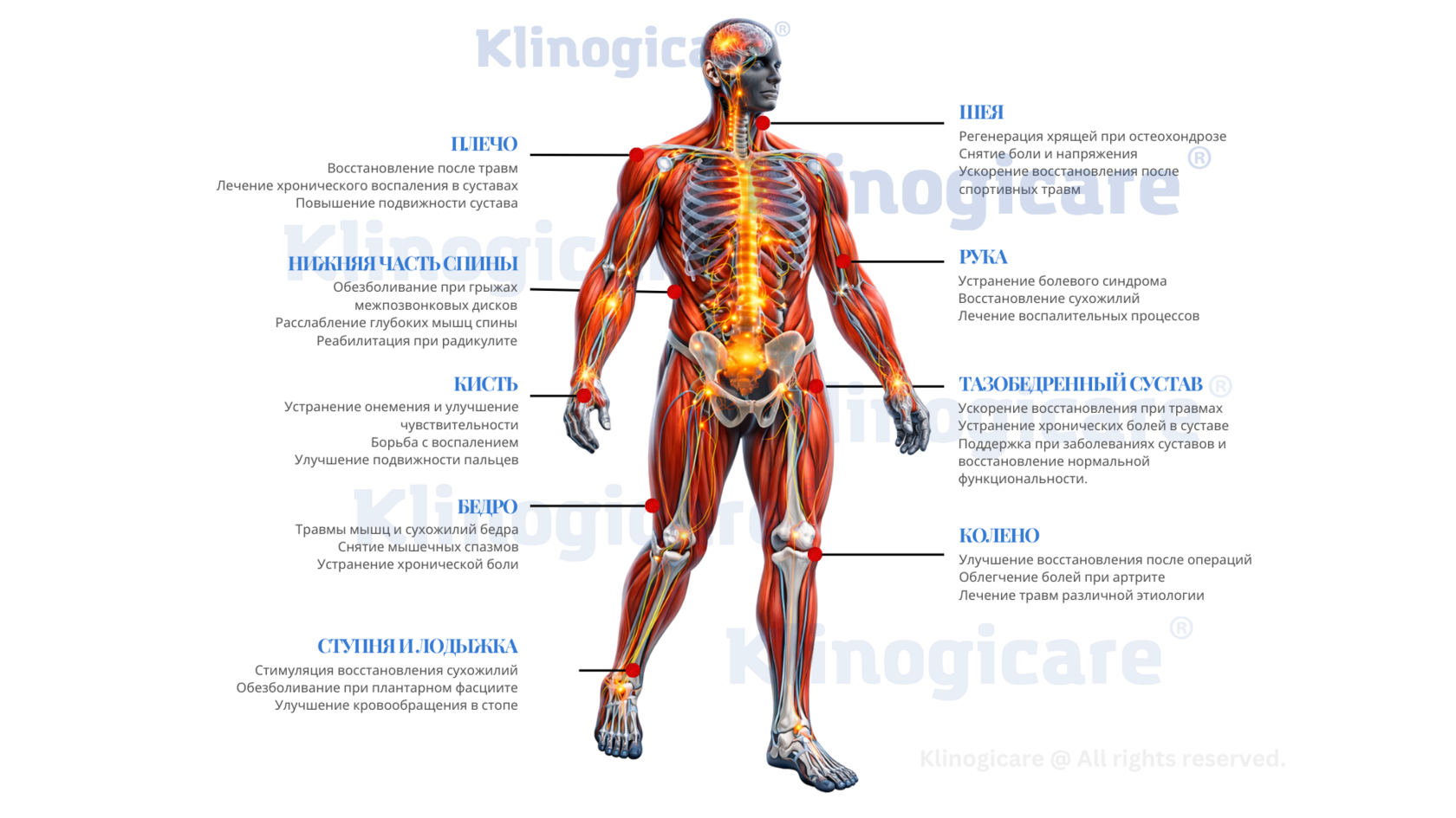 Анатомический атлас тела