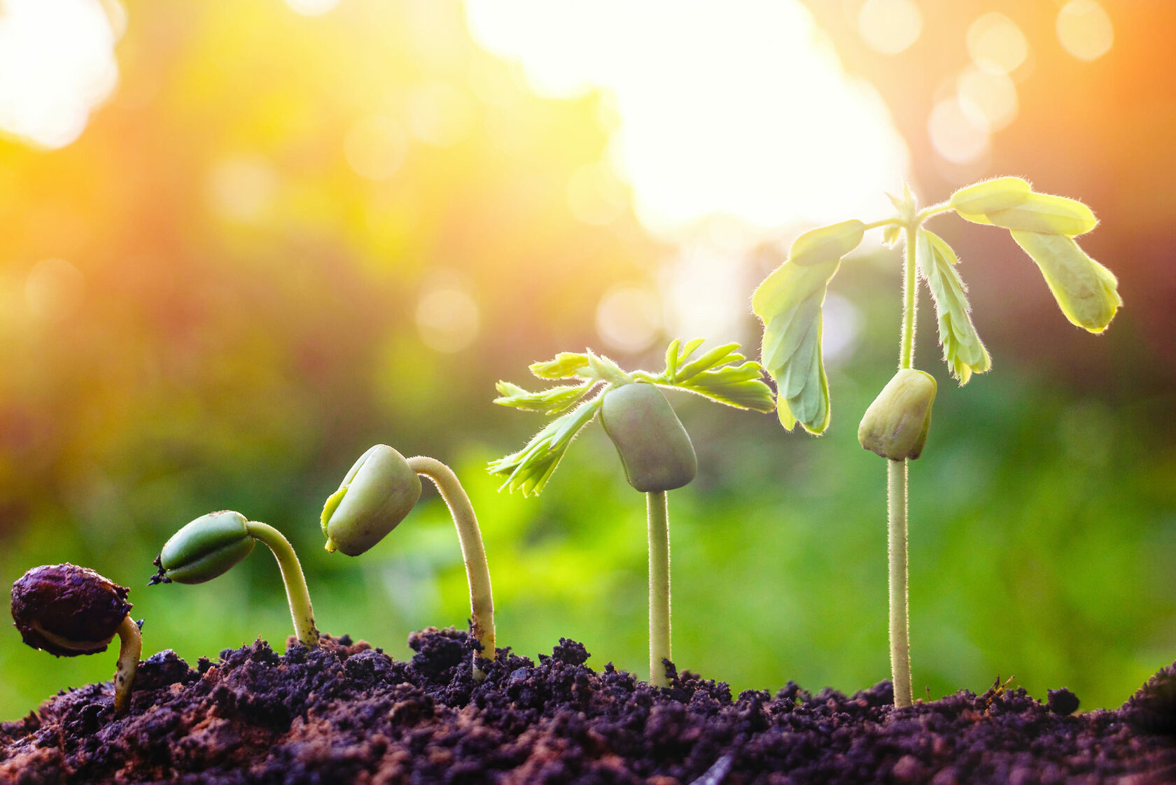 Как этилен влияет на растения