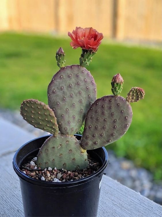 Succulent in ceramic pot