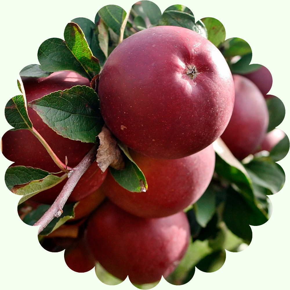 Яблоня Чадел