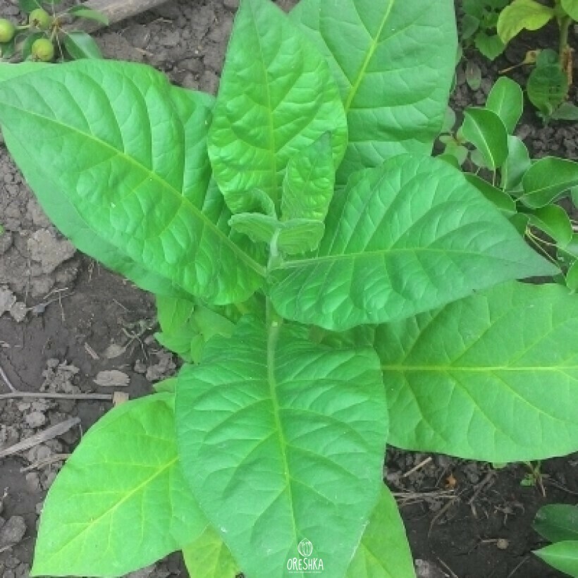 Seeds of Bamboo shoot tobacco (Nicotiana tabacum) — 300 pcs