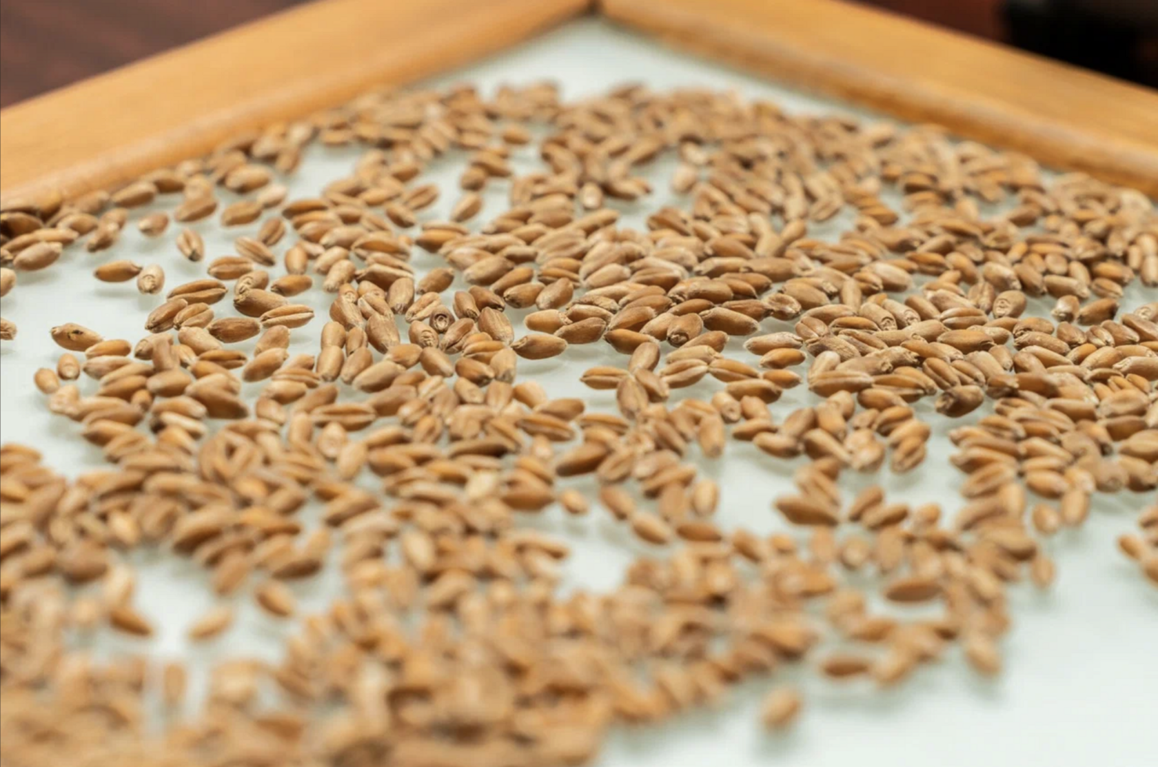 Кубанские аграрии столкнулись с резким ростом стоимости перевозок зерна из-за смещения экспортных потоков на восток