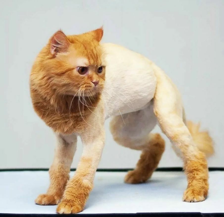 Модель для стрижки кошек