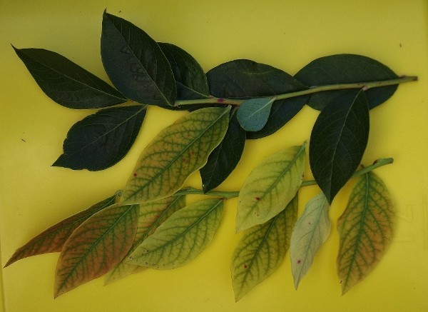 Если листья голубики начинают приобретать светло-зеленый цвет это признак хлороза