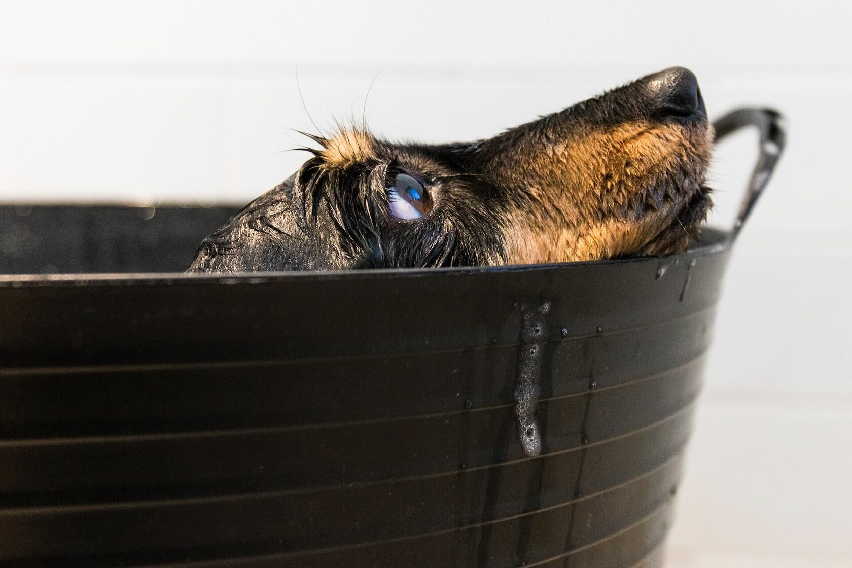 Як часто купати собаку