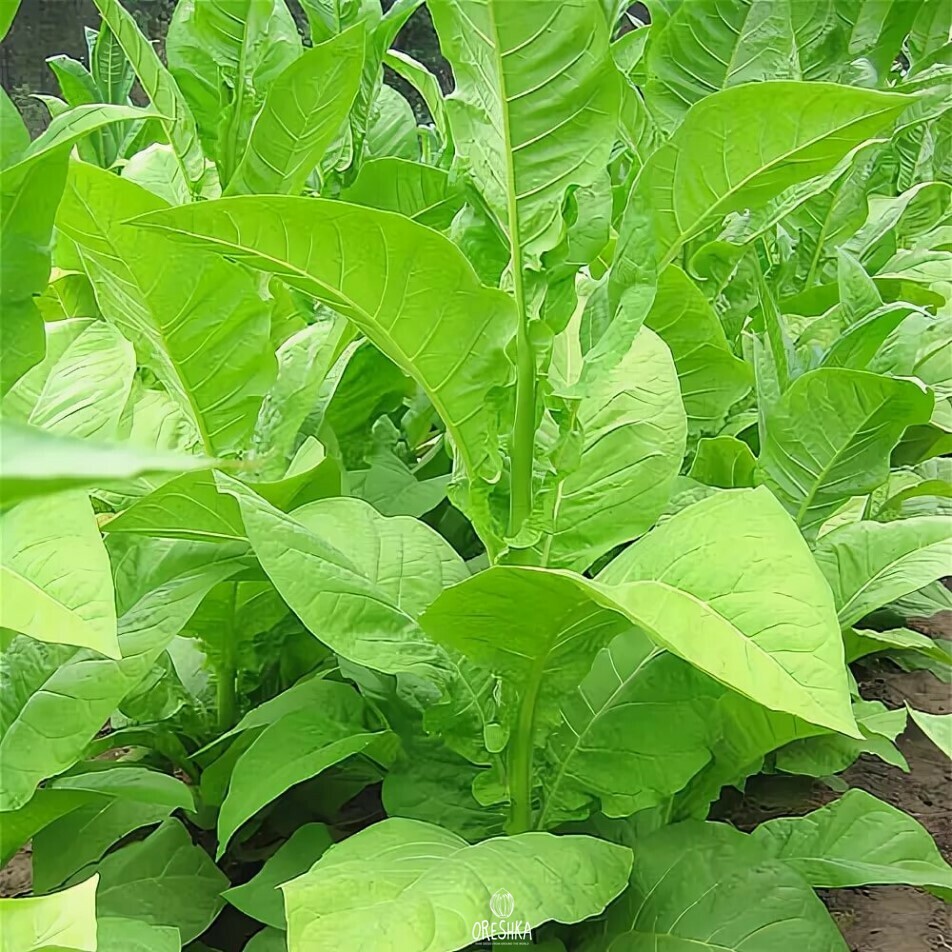 Seeds of Big gem tobacco (Nicotiana tabacum) — 300 pcs