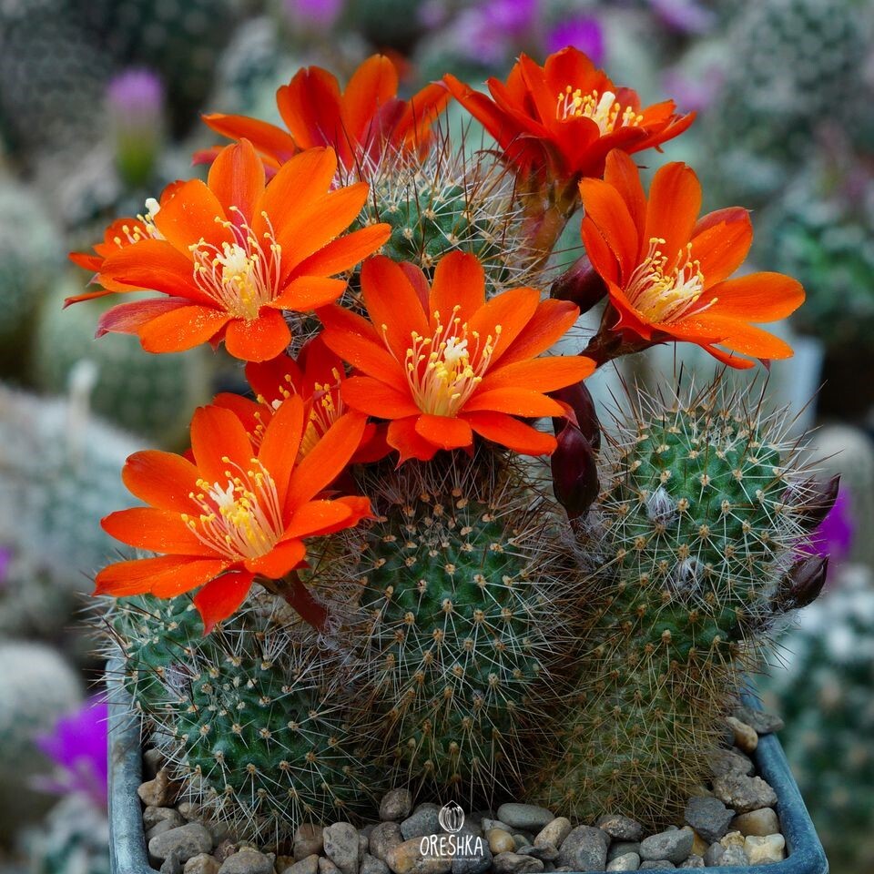 Seeds of Cactus Rebutia fiebrigii FR 83 (Rebutia fiebrigii FR 83) — 10 pcs