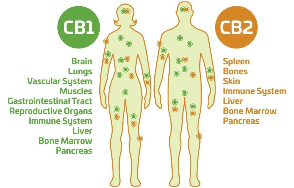 У нас есть рецепторы CB1 и CB2 в эндоканнабиноидной системе нашего организма