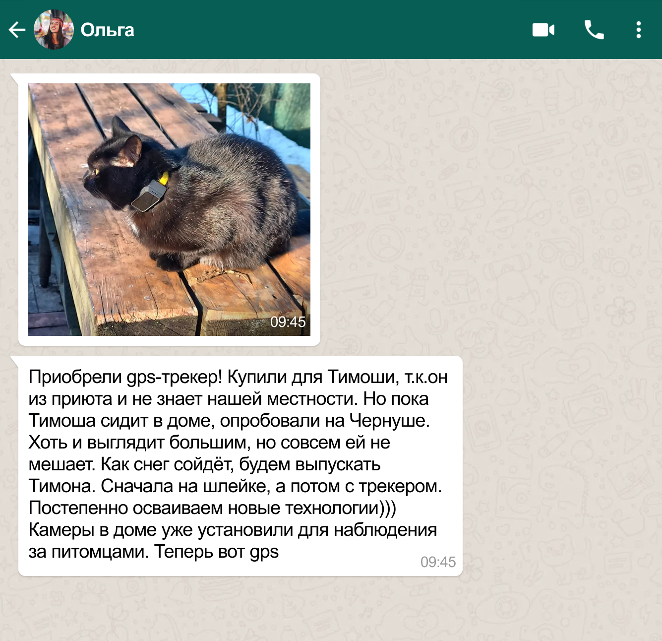 GPS-ошейник (трекер) для кошек Petsee купить на официальном сайте, цена ...