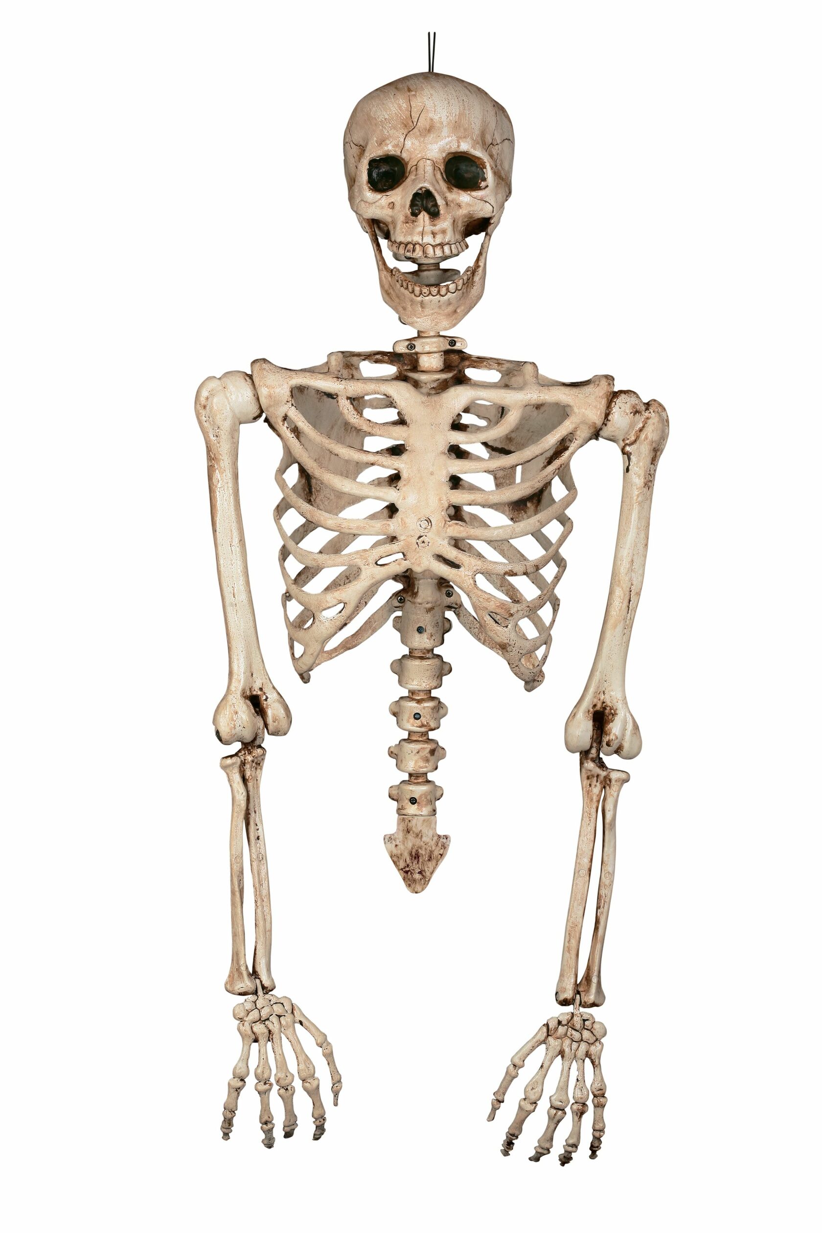 Прямо на скелет. Скелет. Человеческий скелет. Скелет на белом фоне. Кости скелета.