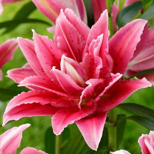 Лилия Roselily Наталия 5 шт. COLORLINE 173492895 купить в интернет-магазине Wild