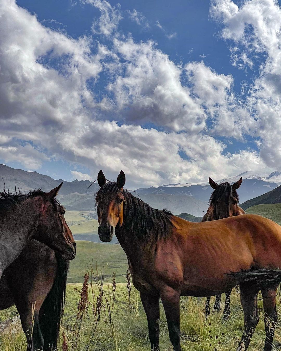 Карачаевской порода лошадей